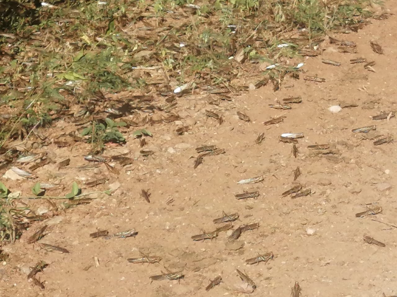 WhatsApp Image 2020-02-11 at 10.09.10 WhatsApp Image 2020-02-11 at 10.09.10